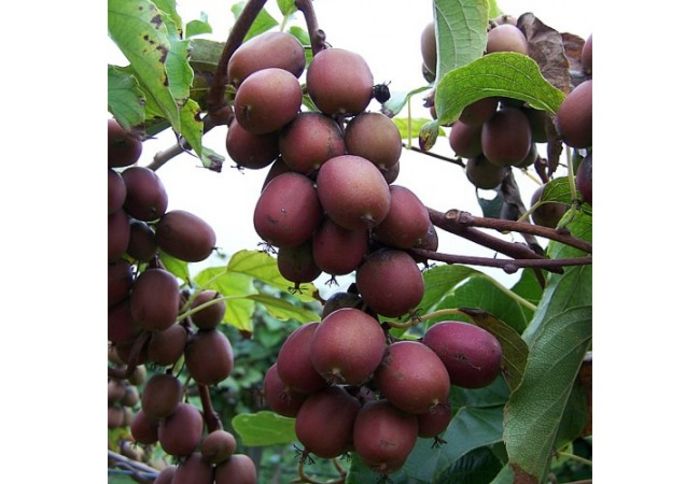 Kens Red - KIWI - Actinidia arguta - varietati rosii