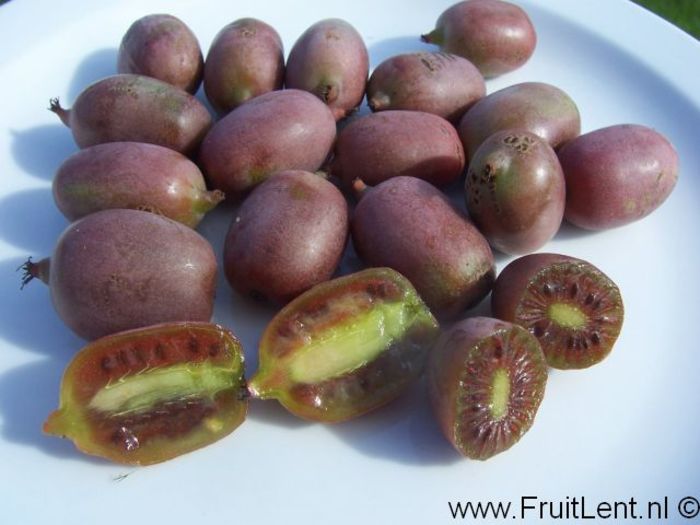 Kens Red - KIWI - Actinidia arguta - varietati rosii