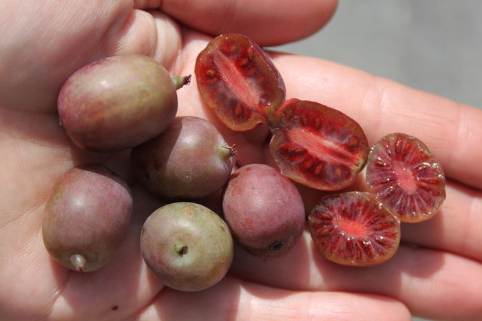 Kens Red - KIWI - Actinidia arguta - varietati rosii