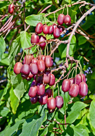 Scarlet September - KIWI - Actinidia arguta - varietati rosii