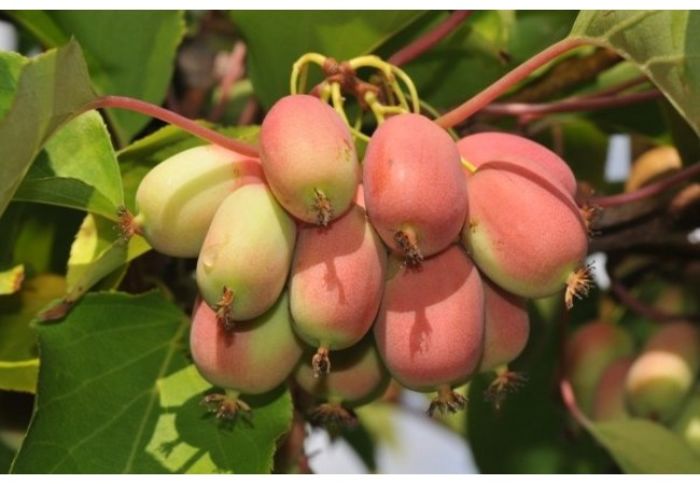 Bingo - KIWI - Actinidia arguta - varietati rosii