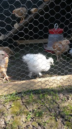 găinușă la o lună