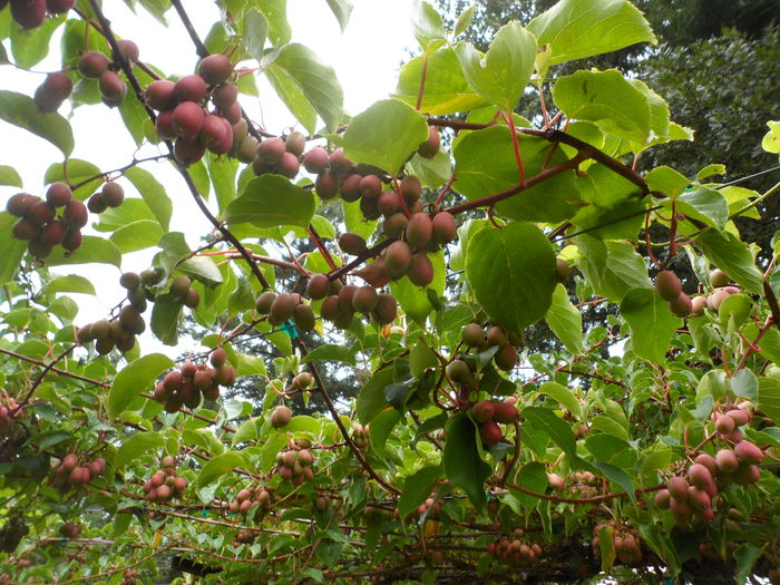 Ananasnaya - KIWI - Actinidia arguta - varietati rosii
