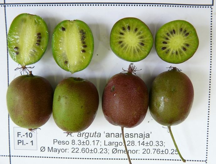 Ananasnaya - KIWI - Actinidia arguta - varietati rosii