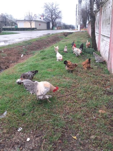 20160324_162447 - GAINI PITICE PENTRU 2016