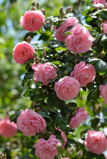 Trandafirul de dulceata; in latina :Rosa Damascena Trigintipetala
