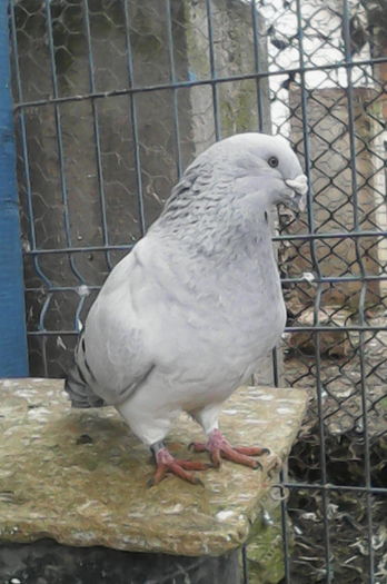 m 2014 - matca-albastri-guti