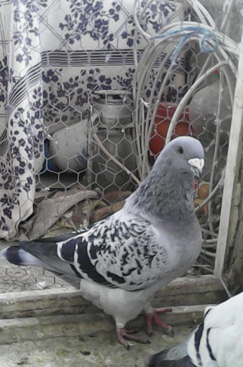 IMG_20160324_150908 - matca-albastri-guti