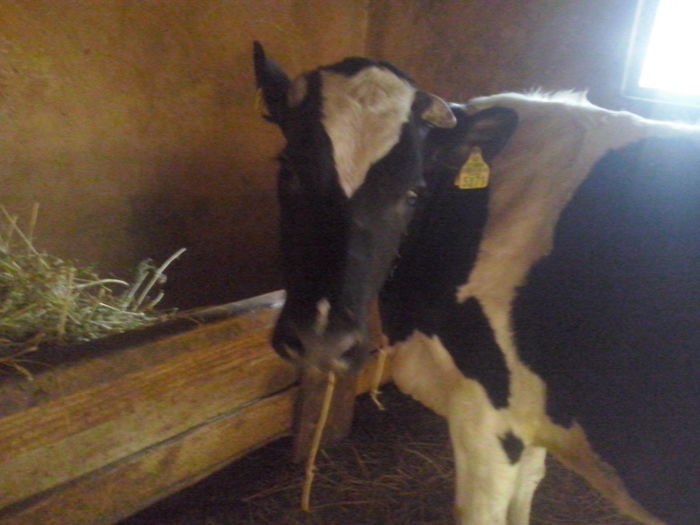 CAM00299 - vaca holstein