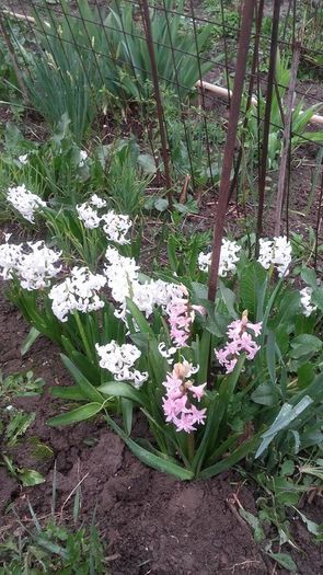 casa mea flori 4 - Florile mele si obiecte de artizanat