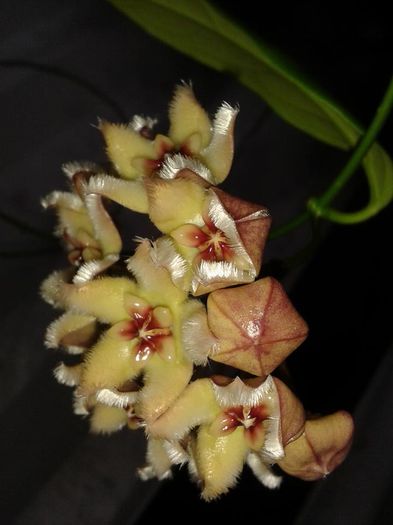 1610013_1173256989365035_5682637039999856949_n