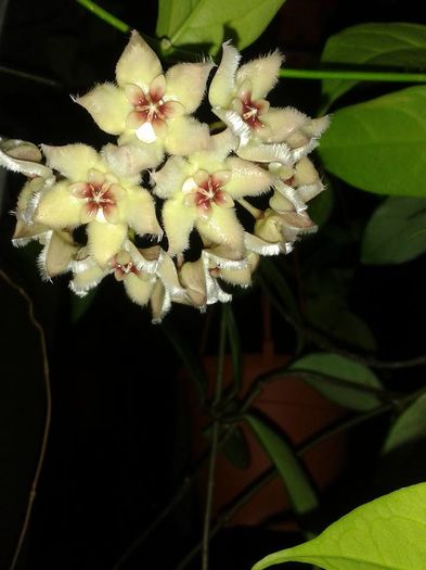 10399572_1173251782698889_3528650441521545176_n