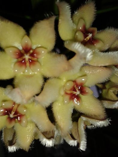 10530896_1173256206031780_8433472401273899256_n