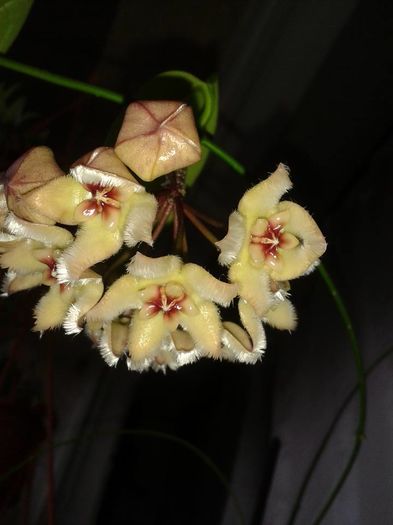 10940418_1173256476031753_1744186410403144934_n