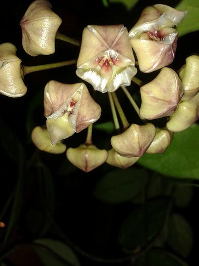 12141726_1172739856083415_4610695253991250728_n