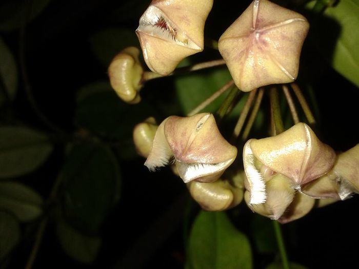 12189634_1172741386083262_6535101555332781150_n