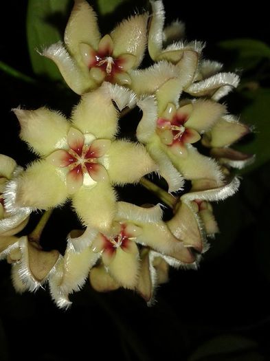 12376673_1172727266084674_2234466925831611548_n