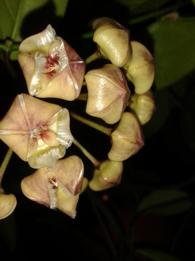 12494904_1172741286083272_6310061606654097539_n