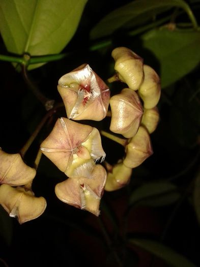 12512369_1172741179416616_5868877629019824724_n