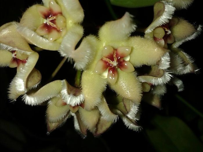 12523857_1172727182751349_7001925784549804292_n