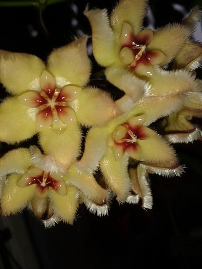 12718385_1173256332698434_9057586460010903213_n