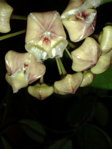 12801549_1172739772750090_907579627289657882_n