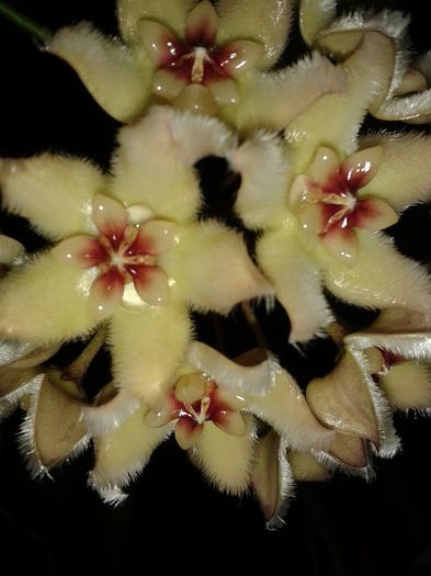 12806214_1172729062751161_4295723214612863128_n