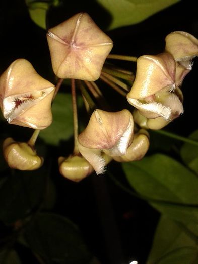 12814350_1172741486083252_3762001170010161274_n