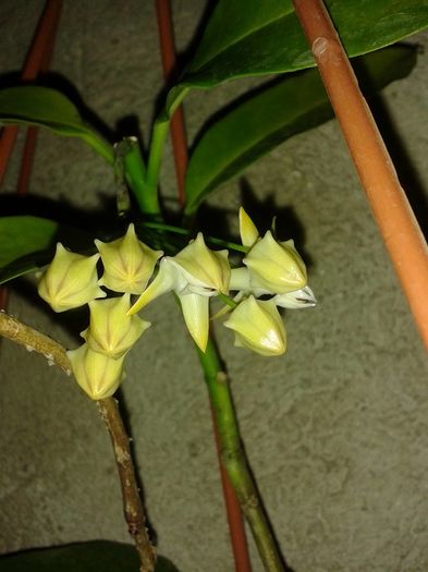 12020_1172442396113161_4241657127893681751_n