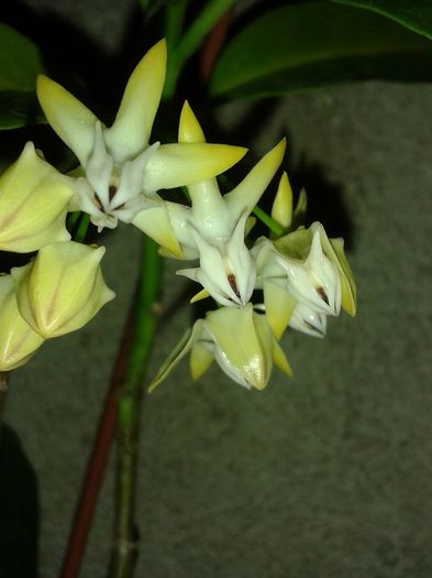 67854_1172726176084783_3883173382997800789_n - multiflora
