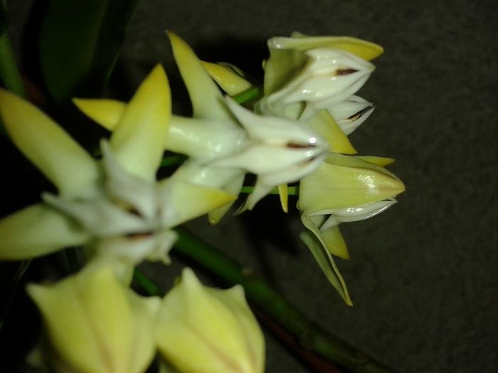 1929480_1172726456084755_1591636492767063483_n