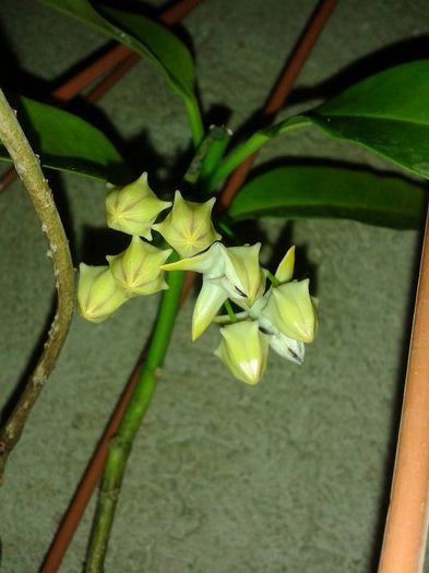 1934769_1172740149416719_6352562399944495607_n - multiflora