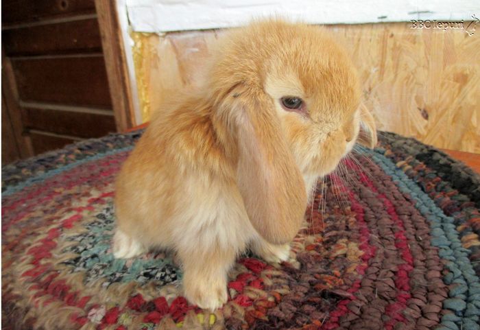 Din mama galben (Tiffany)