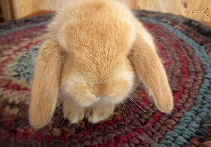 Din tata lila mantulat(Lali)