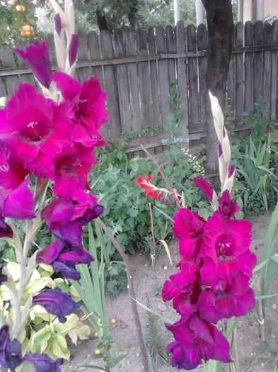 IMG541 - ZZ Gladiole