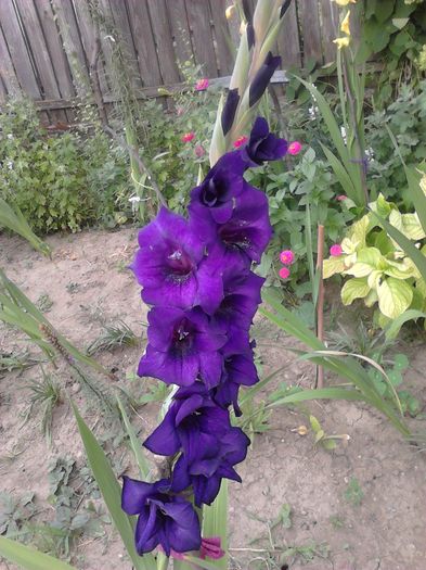 IMG540 - ZZ Gladiole