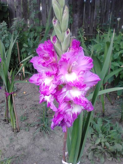 IMG542 - ZZ Gladiole