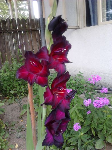 IMG544 - ZZ Gladiole