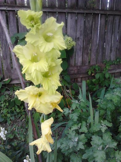 IMG545 - ZZ Gladiole