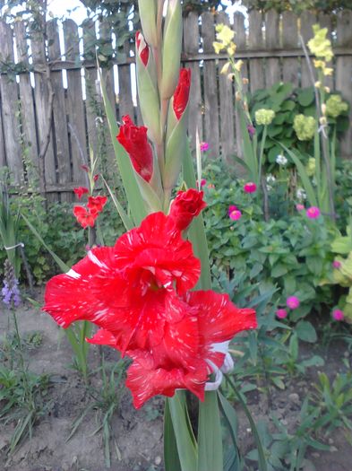 IMG549 - ZZ Gladiole