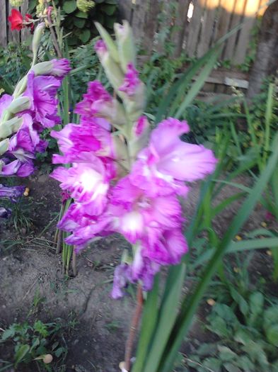 IMG550 - ZZ Gladiole