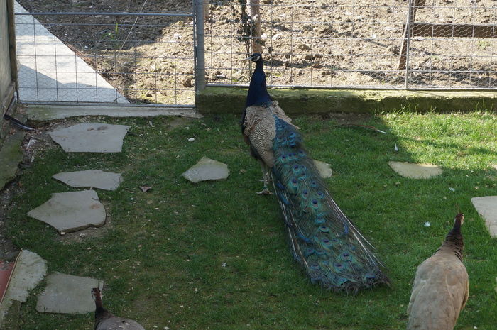 DSC06040