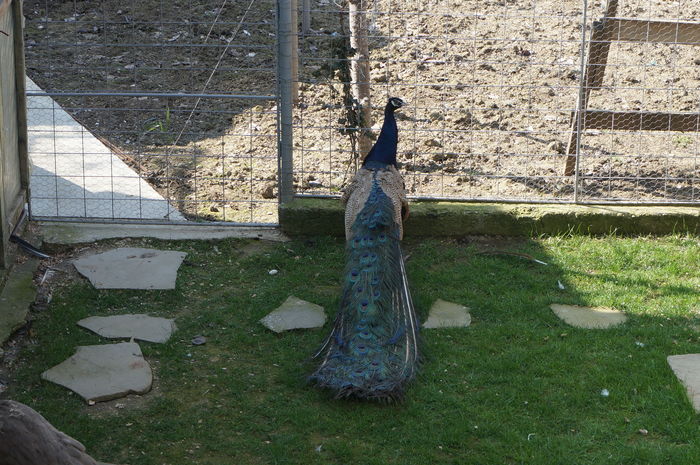DSC06042
