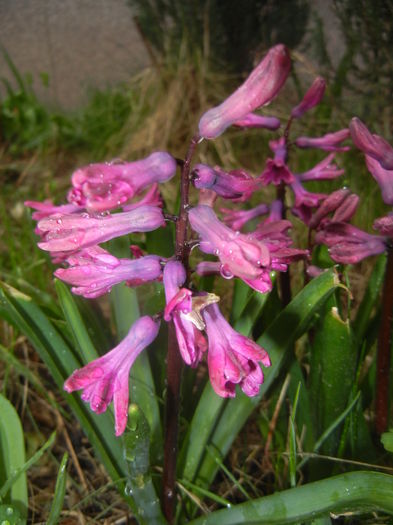 Hyacinth Woodstock (2016, March 22)