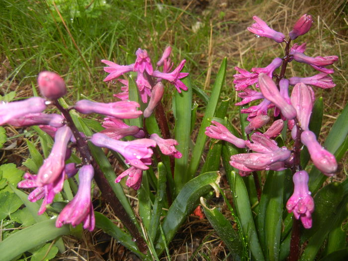 Hyacinth Woodstock (2016, March 22)