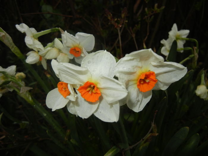 Narcissus Geranium (2016, March 22)