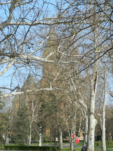 DSCN1767 - 2016 TIMISOARA_PRIMAVARA