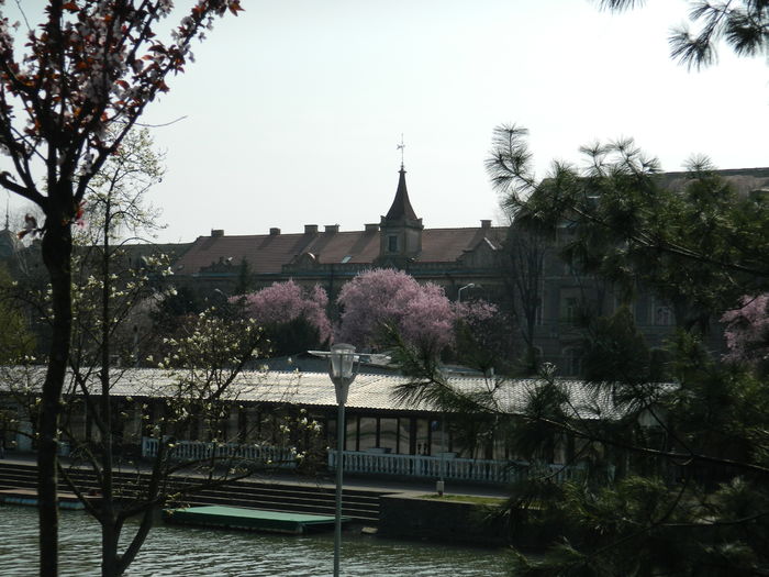 DSCN1768 - 2016 TIMISOARA_PRIMAVARA