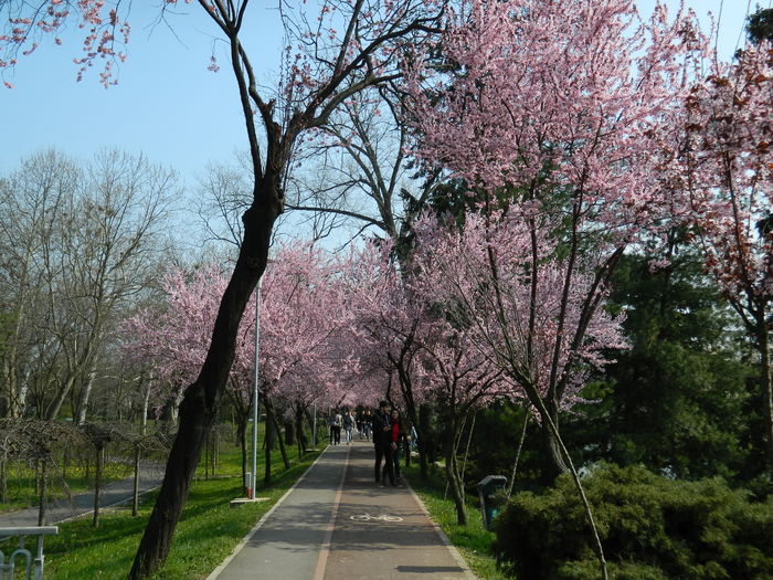 DSCN1769 - 2016 TIMISOARA_PRIMAVARA