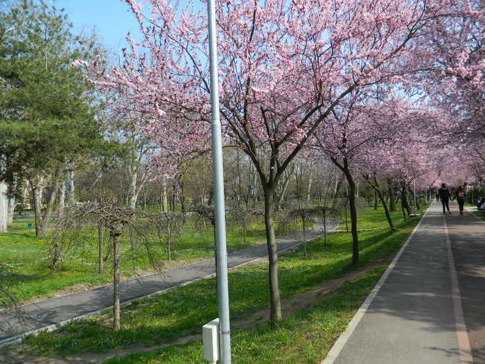 DSCN1771 - 2016 TIMISOARA_PRIMAVARA